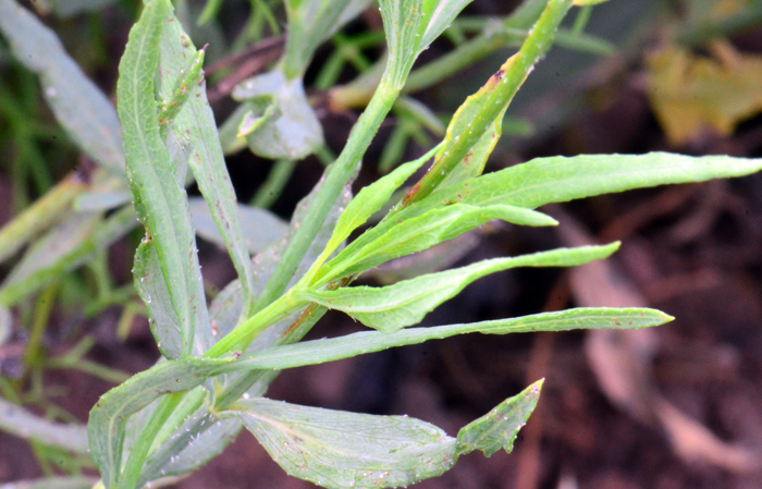 Smooth Beggartick leaves are green and arranged opposite each other along the stem as noted in the photo. Smooth Beggartick is a native beautiful wildflower in the United States and Mexico. It is now commercially available under the names Joaquin Sunflower and Bur Marigold. Bidens laevis